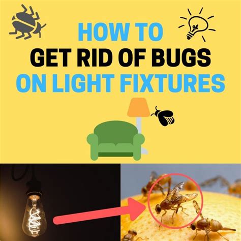 How To Get Rid Of Tiny Flying Bugs On Light Fixtures Naturally Bugwiz