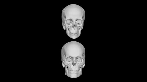 Female And Male Skulls Download Free 3d Model By Terrie Simmons