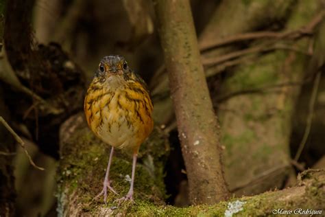 Thicket Antpitta Hylopezus Dives Photo Call And Song