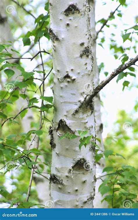 White Birch Tree Stock Photo Image Of Nature Leaves 2441386