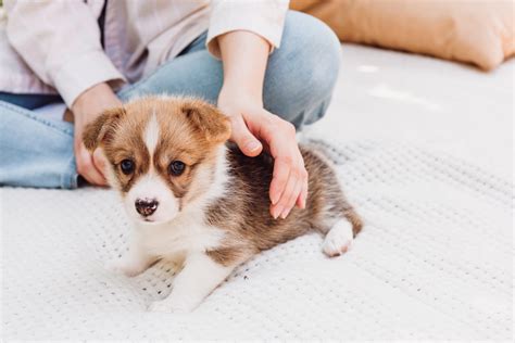 New Puppy Checklist New Dog Owner Must Read