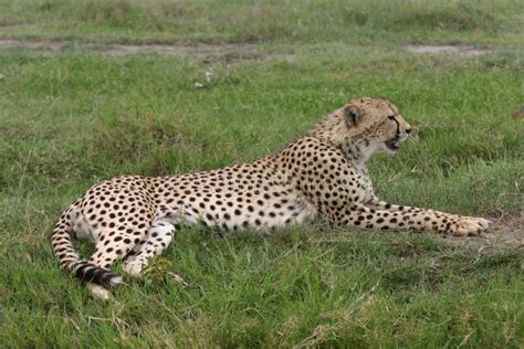 Cheetah Botswana Africa Savannah Wild Animal Mammal Stock Image Image