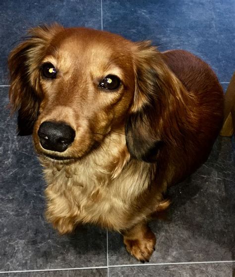 Red Miniature Long Haired Dachshunds Dachshund Love Long Haired
