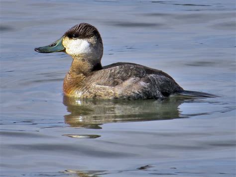 Ruddy Duckmale A Lone Pair Of Ruddy Duck Was Seen Today A Flickr
