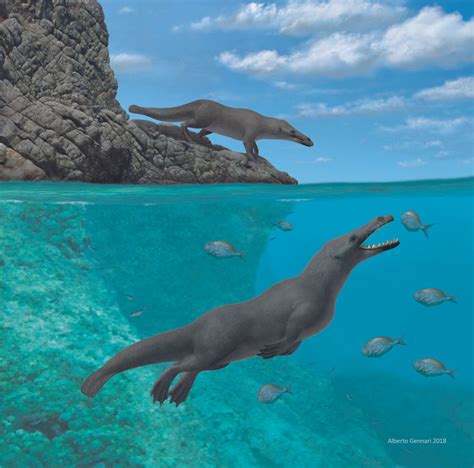 Ancient Four Legged Whale Swam Across Oceans Walked Across Continents