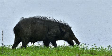 The Indian Boar Sus Scrofa Cristatus Also Known As The Andamanese