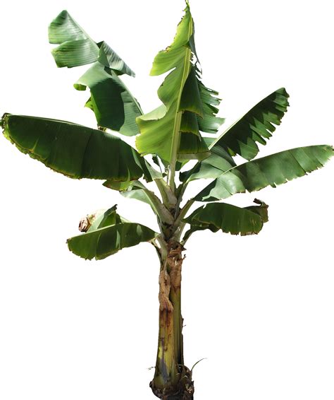 Banana Tree Png Hd Transparent Banana Tree Hdpng Images Pluspng