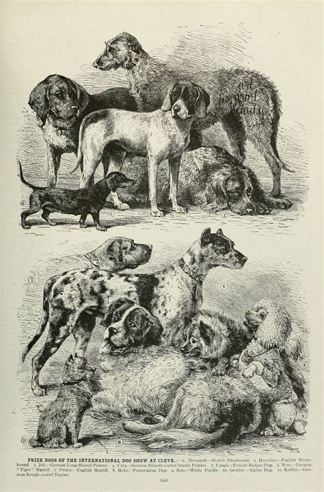 Antique Dog Print In 2020 Dog Breed Poster Vintage Dog Dog Wall Art