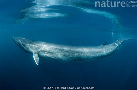 Nature Picture Library Fin Whale Balaenoptera Physalus Just Below