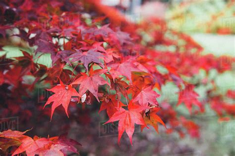 Close Up Of Red Leaves On Japanese Maple Tree In Autumn Stock Photo