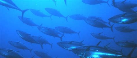 Ökotoxikologie Salzwasser fördert Quecksilberanreicherung im Fisch