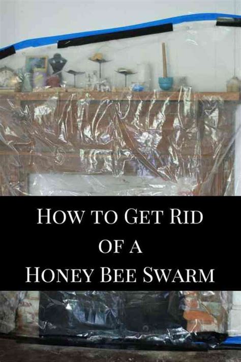 Can bees make a hole in cement?. How To Get Rid of Honey Bees, Swarms and Hives in Your ...