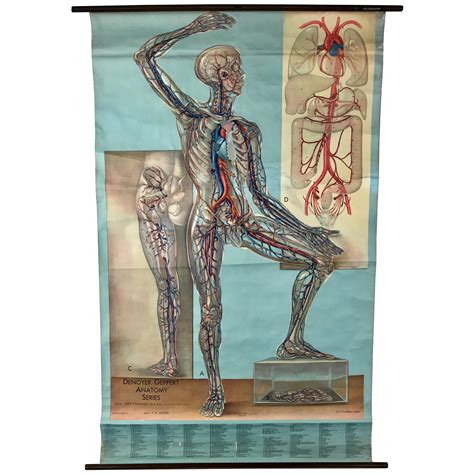 antique manikins anatomical flip charts of structures of the human body female and male in full