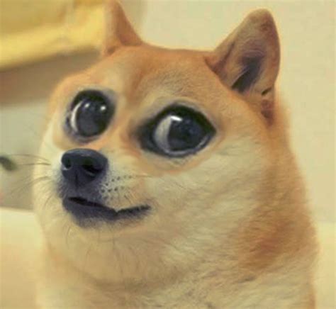 Doge With Big Eyes Funny Profile Pictures Memes Doge