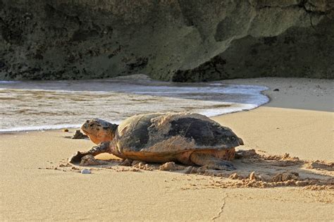 The Hawksbill Turtle Snsh