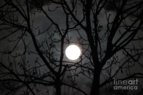 Mystic Moon Photograph By Four Hands Art
