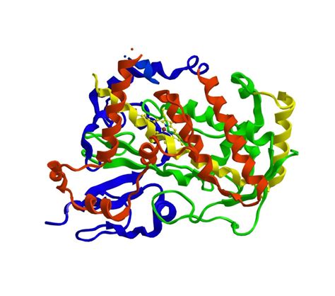 Cytochrome P450 Cyp Inhibition Studies Sekisui Xenotech