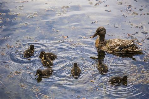 Brijuni su otočna skupina koju čine dva veća i dvanaest manjih otočića uz jugozapadnu obalu istre nedaleko od pule. Otočna fauna Nacionalnog parka Brijuna | Nacionalni park ...