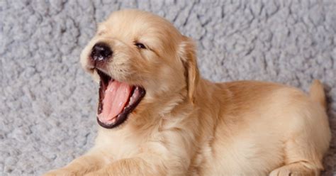 Your puppies are 3 weeks old and your sleep deprevation is crazy! How to Take Care of a Golden Retriever's Newborn Puppies ...