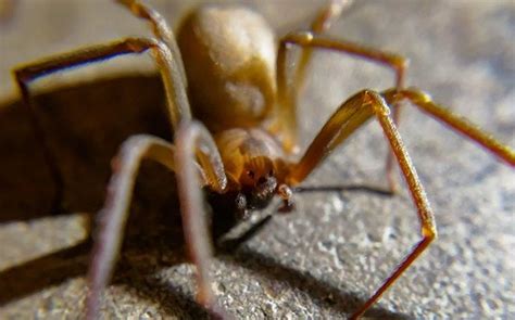 What Every Fairfax Homeowner Ought To Know About Brown Recluse Spiders