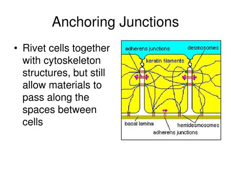 Plasmodesmata are junctions between plant cells; PPT - Cell Junctions PowerPoint Presentation, free ...