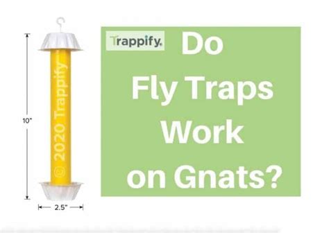 Do Fly Traps Work On Gnats Trappify