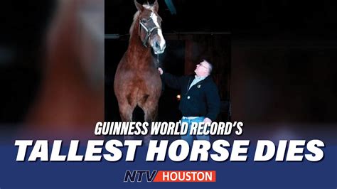 Worlds Tallest Horse Dies At The Age Of 20 I Guinness World Record