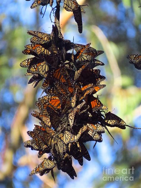 Monarch Butterfly Cluster Photograph By Craig Corwin Fine Art America