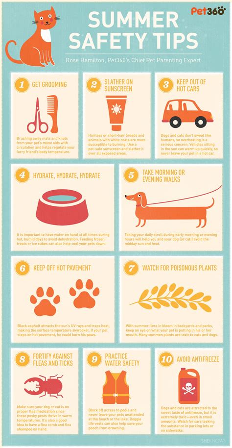 Pet Summer Safety Cat Care Tips Dog Care Pet Tips Baby Care Pet