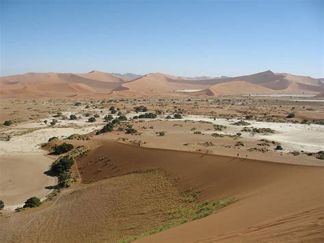 Chameleon Africa Namibia Landscape Namib Desert Desert Dunes