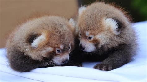 Its Twin Boys Baby Red Pandas Born At Rosamond Ford Zoo Wstm