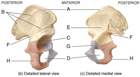 Hip Bones Diagram Labeled - Diagram Media