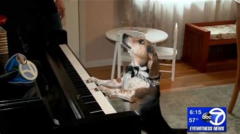 Piano Playing Dog From Long Island Steals Internets Heart Buddy