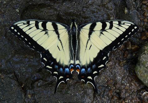 Appalachian Tiger Swallowtail Butterflies Of Alabama · Inaturalist