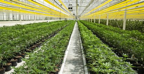 Green growth brands will open more than 70 shops selling products infused with cannabidiol, or cbd, at brookfield properties' u.s. Green Growth Brands Makes A Formal Bid For A Hostile ...