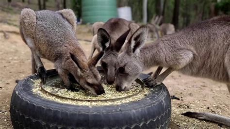 Kangaroos Can Communicate With Humans Researchers Say Youtube