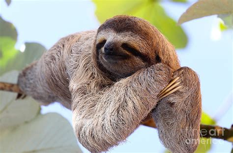 Happy Sloth Hanging On The Tree Photograph By Janossy Gergely Fine