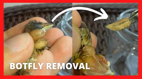 Botfly Removal From Birds With Treatment Youtube