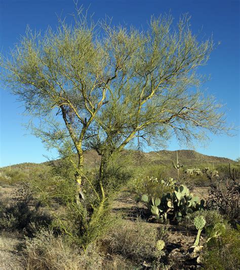 Palo Verde Tree Stock Image Image Of Light Nature Desert 38789327