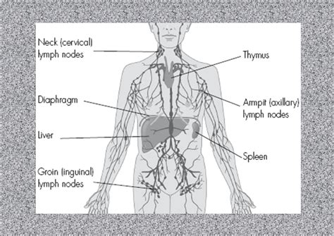 The Lymphatic System Includes The Thymus And Nodes