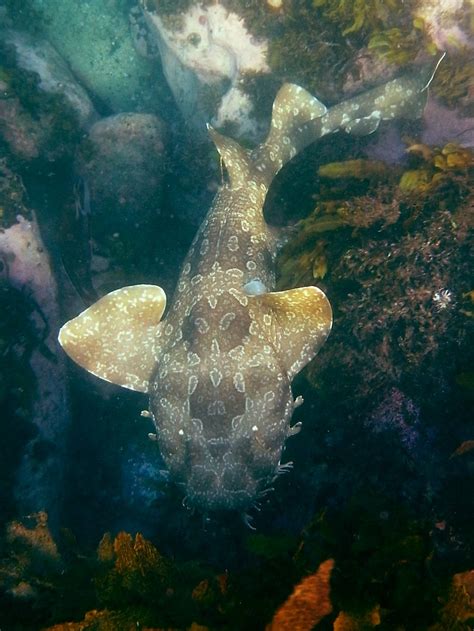 Spotted Wobbegong Orectolobus Maculatus Carpet Shark At Flickr