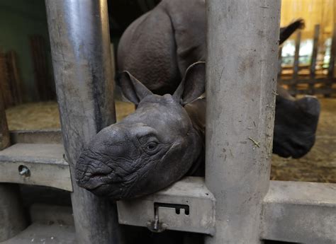 Czech Zoo Welcomes Baby Indian Rhinoceros Ap News