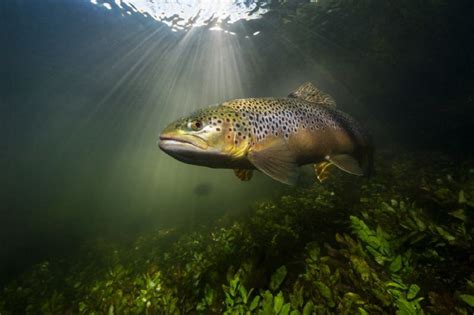 Brown Trout On The Iconic Uk Chalk Stream The River Test By Paul