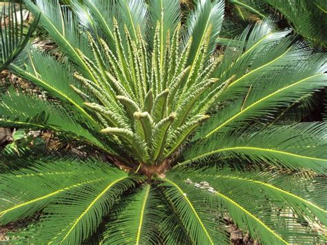 Harga ready stock pot tanaman hias 40cm pot grosir murah jumbo. Jual Tanaman Hias Dengan Hidrogel | tanamanbaru