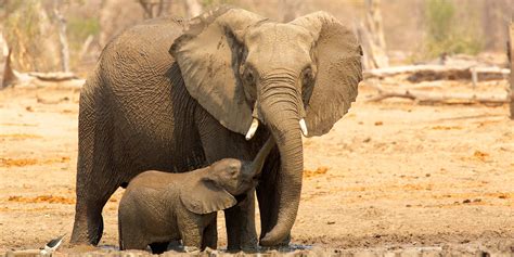Researchers Elephants Have Developed A Human Specific