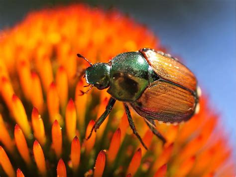 How To Get Rid Of The Japanese Beetles Attacking Windsor Gardens