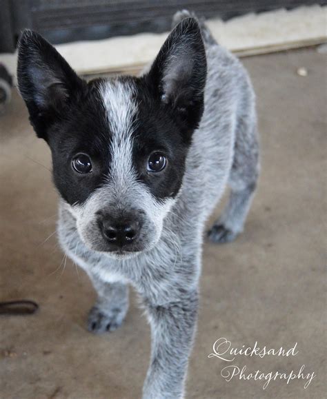 I have australian cattle dog puppies for rehoming. Border Collie Puppies For Sale Ohio Craigslist