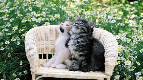 Kittens Cutest Kitten