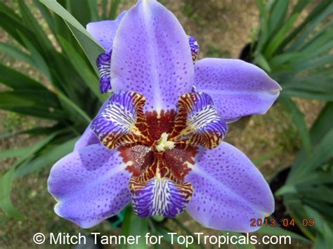 You can also filter out items that offer free shipping, fast delivery or free return to narrow. Neomarica caerulea, Walking Iris, Twelve apostles, Apostle ...