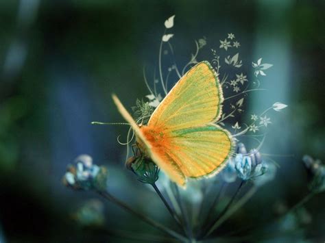 3d Butterfly Wallpaper 59 Images